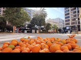 Orange Harvest Valencia - Shaking The Tree Until The Oranges Fall