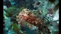 Sea animals hide to attack/Les animaux marins se cachent pour attaquer/