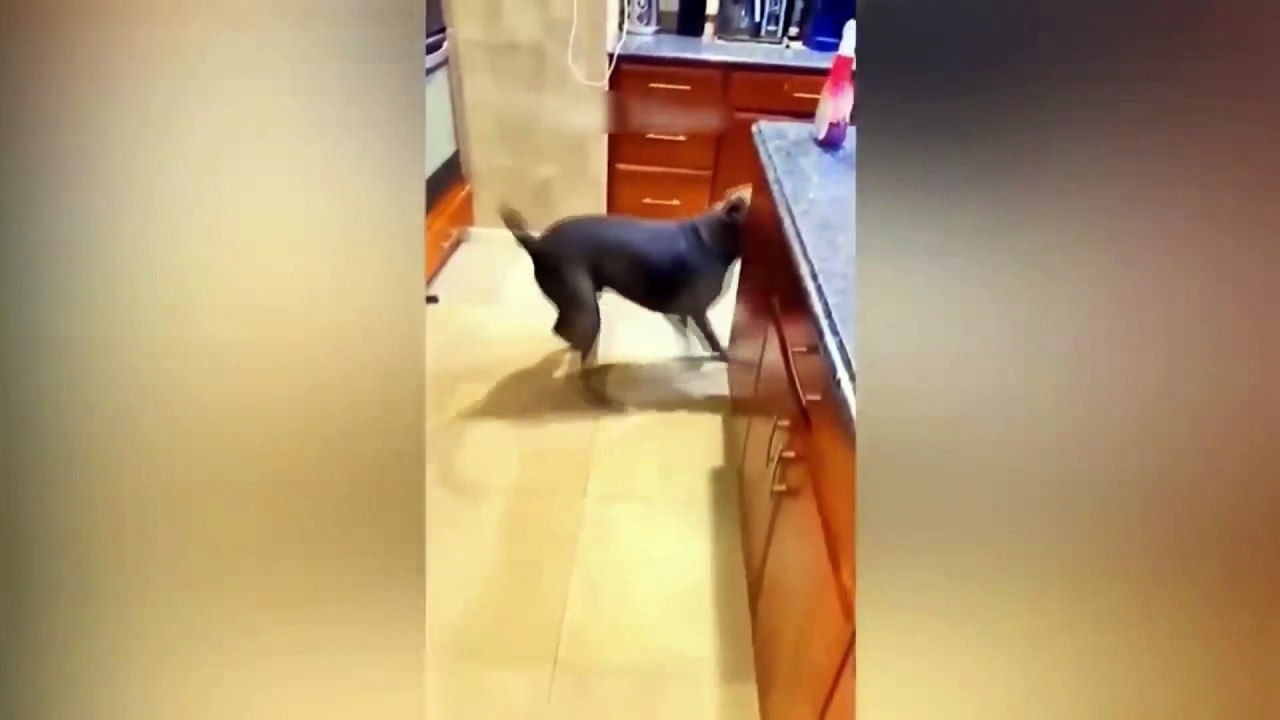 dog and cat funny video 11