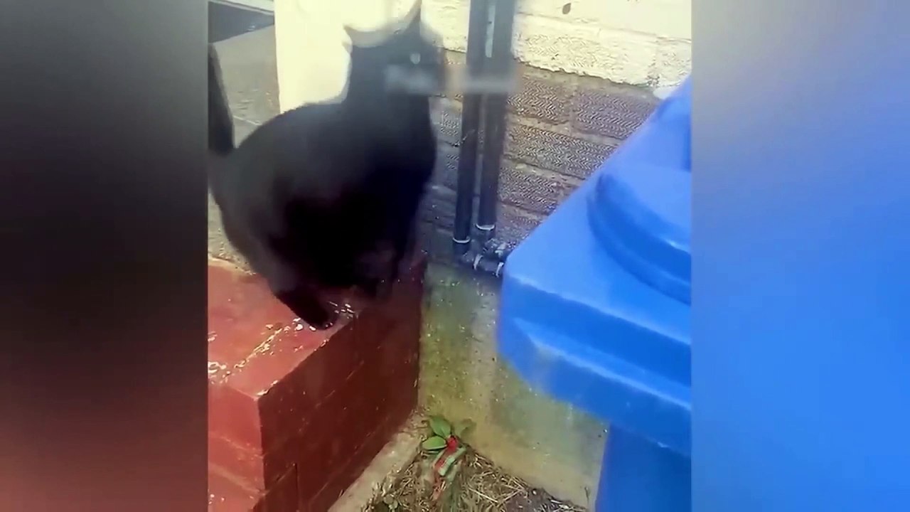 dog and cat funny video 12