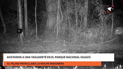 Avistaron a una yaguareté en el Parque Nacional Iguazú