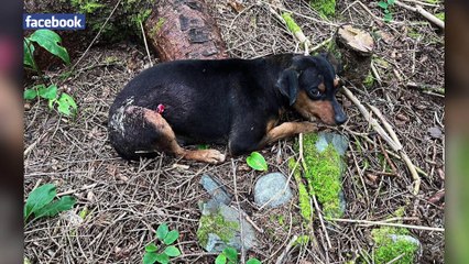 topo chien maltraitance