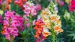 Are Snapdragons Perennials or Annuals?