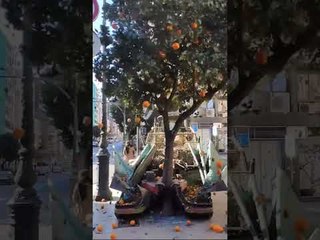 Cool Machines: Orange Tree Shaker