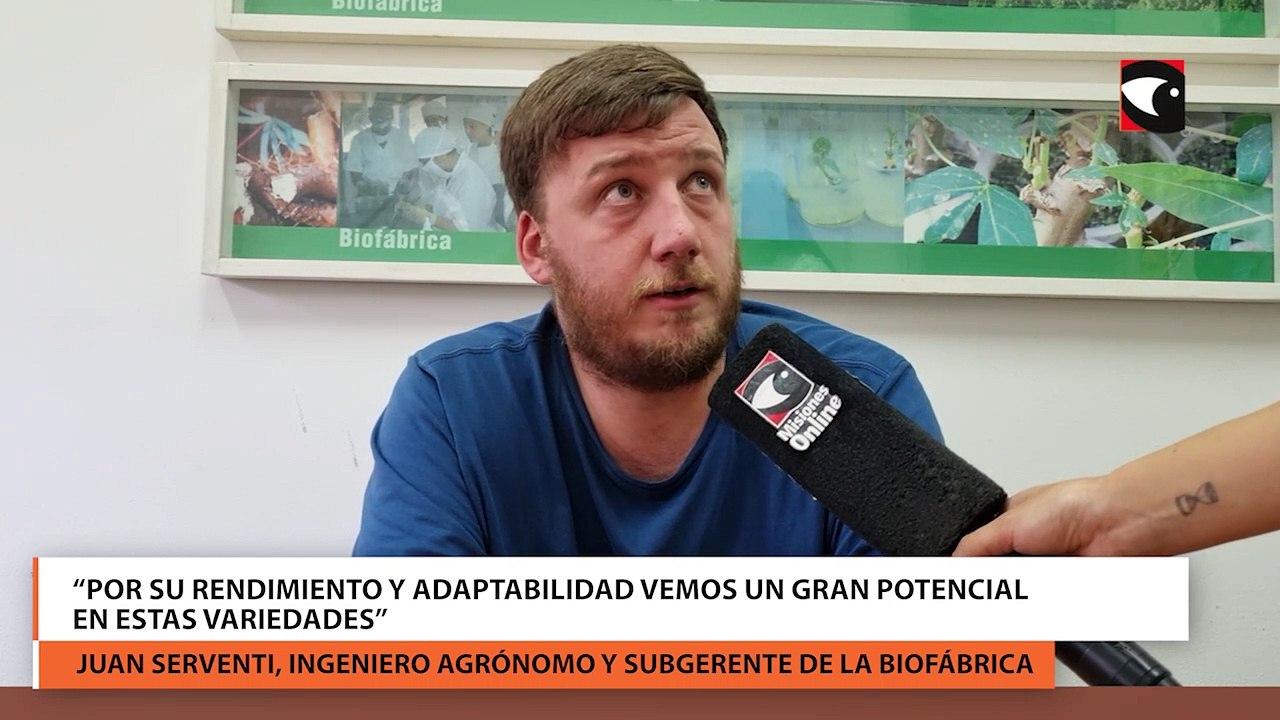 La Biofábrica avanza en la producción de tres variedades de semillas de maíz adaptadas al clima misionero