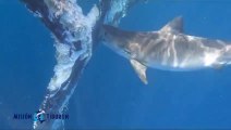 ext-Video- Tiburones tigre se alimentan de ballena jorobada muerta-190923