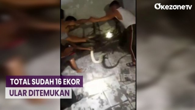 Lagi, Warga Temukan 2 Ekor Ular Piton di Rumah Kosong Utan Kayu