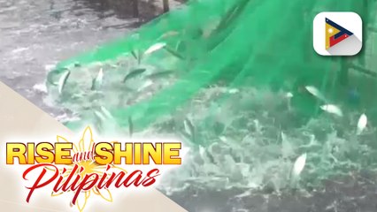 PBBM, suportado ang fishing ban sa ibang lugar para maiwasan ang overfishing
