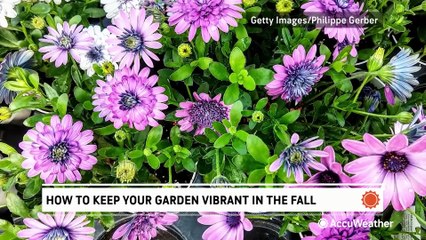 How to keep your garden vibrant this fall