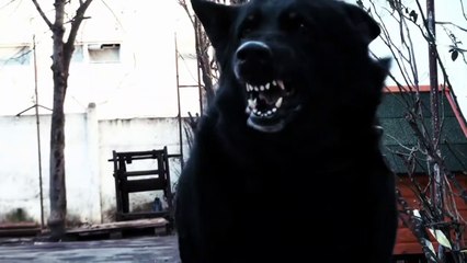 ID Discovery - Crimes da Escuridão