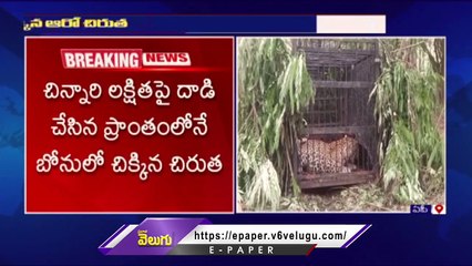 Leopard Caught Again In The Cage At Tirumala Walkway Route _ V6 News