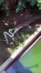 Timsah ve pitonun kapışması kamerada