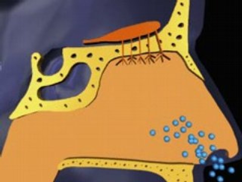 التنفس-الانف