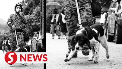 Tributes pour in for K9 hero Blake