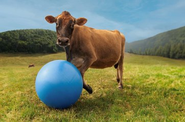 Cows playing soccer | September 20, 2023 | Farmonline