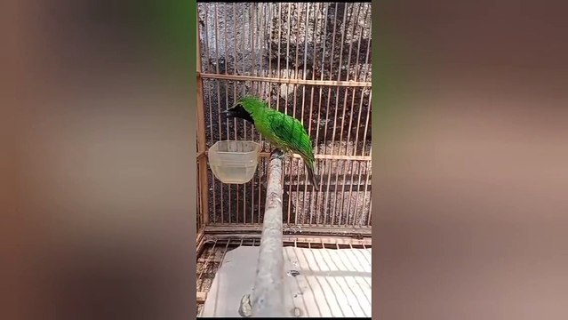 Burung cucak ijo gacor