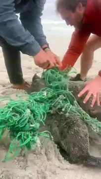 Crias de foca presas em rede foram resgatadas. Eis o (adorável) momento