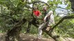 150-year-old oak crowned Britain’s perfect climbing tree