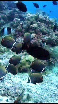 maldives trip | Scuba Diving | Snorkelling