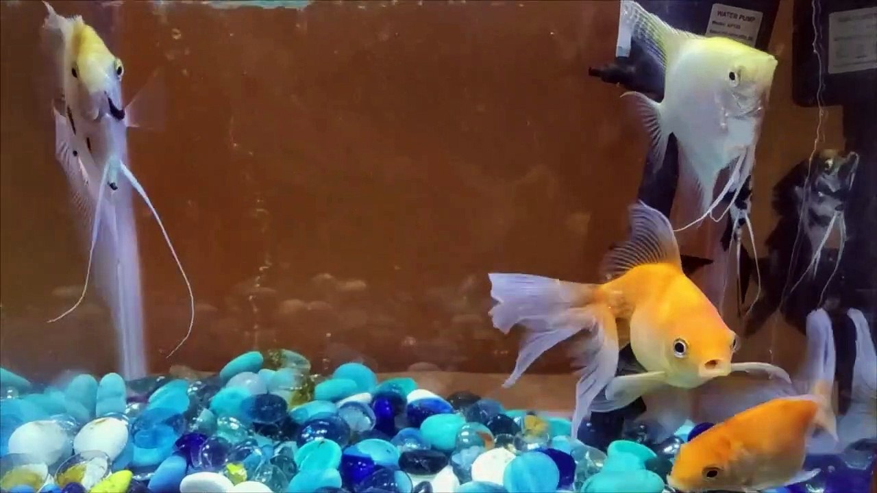 Gold Fish  Tank
