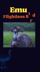 EMU largest living birds in the world