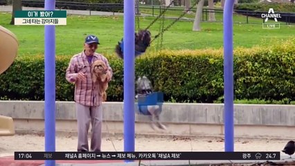 할아버지의 견공 손주들?…그네 타는 강아지들
