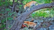 Leopard and Hyena Have an Epic Battle Over a Meal