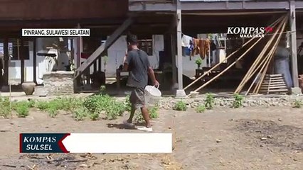 Akibat Kemarau Ratusan Hektar Sawah Mengering, Dampaknya memprihatinkan