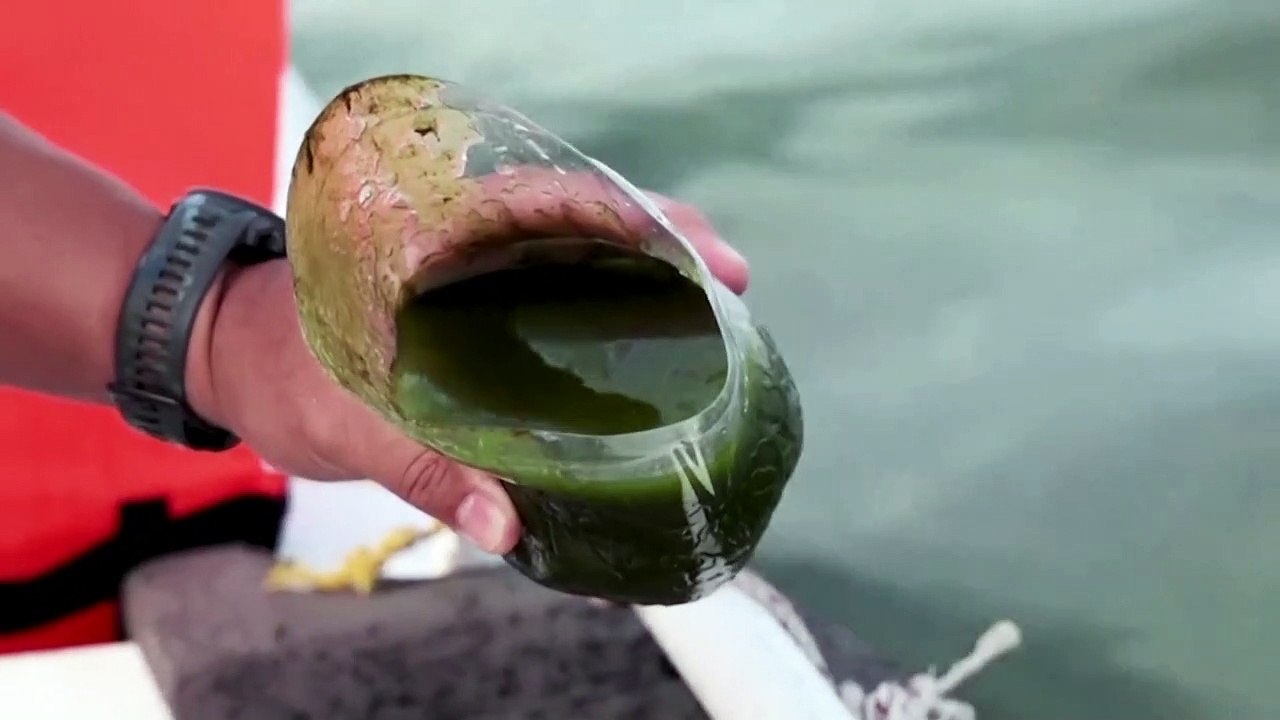 Extreme plankton bloom creates 'dead zone' off Thailand