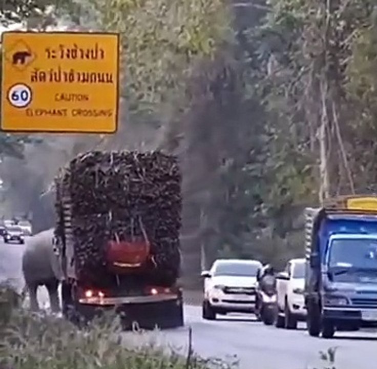 elefante