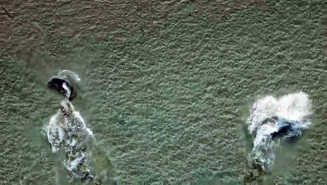 Dolphins Hunt In Synchronized Swim