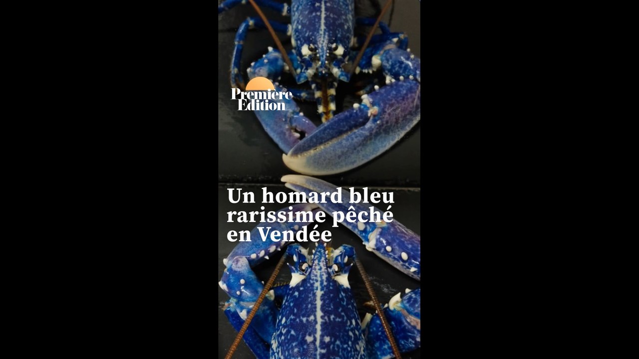 Un homard bleu rarissime pêché en Vendée va finalement être relâché dans une zone protégée