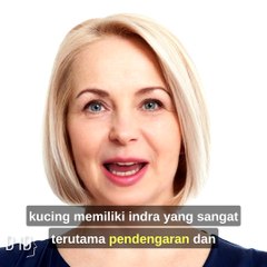 Fakta unik kucingku