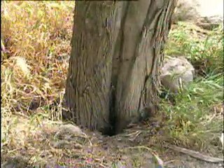 Arıcılık Eğitim Seti 3