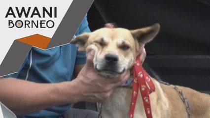 15 mati akibat Rabies di Sarawak tahun ini, terbaharu bangkai anjing jadi punca