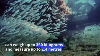 Giant grouper once more threatened by overfishing