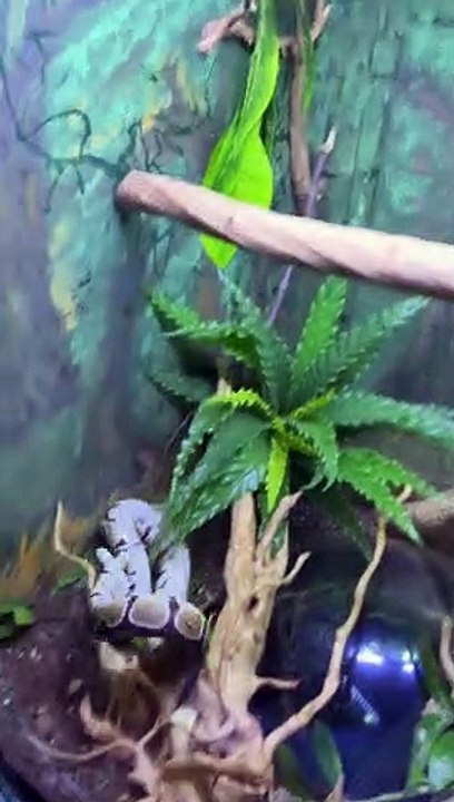 Python Flops Off Branch