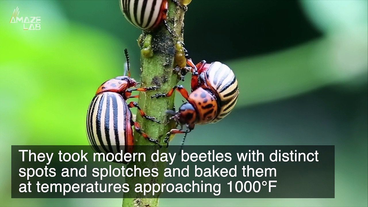 Insect Fossils Actually Retain the Preserved Color Patterns of the Long-Dead Creatures