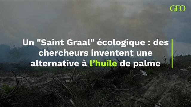 Des chercheurs inventent une alternative à l’huile de palme : un “Saint Graal” écologique