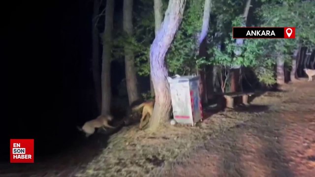 Ankara’da Soğuksu Milli Parkı’nda köpekler ayıyı kovaladı