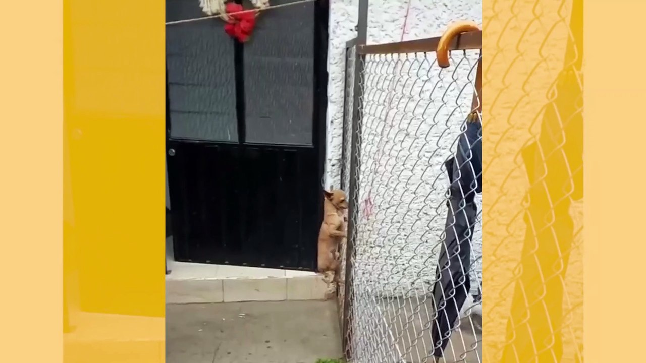 Video zeigt kleinen Hund, der auf beeindruckende Weise einen hohen Zaun erklimmt - zum Neidischwerden für Tom Cruise