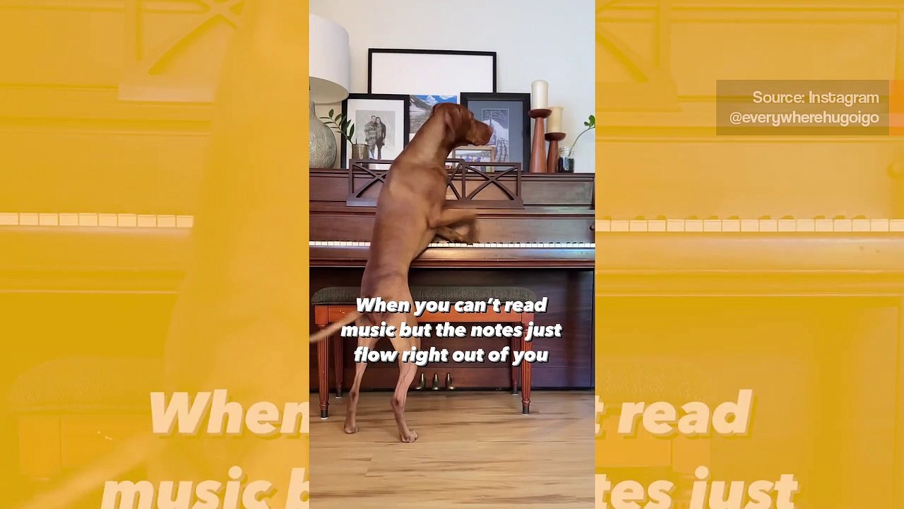 Sie haben noch nie ein Video mit einem so talentierten Klavier spielenden Hund gesehen