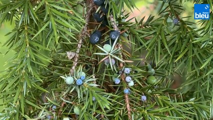 Roland Motte, jardinier : le Juniperus ou genévrier, il est décoratif et ses fruits sont comestibles