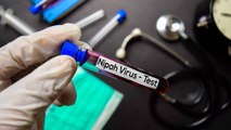 Todo Lo Que Debes Saber Sobre El Nuevo Virus Nipah