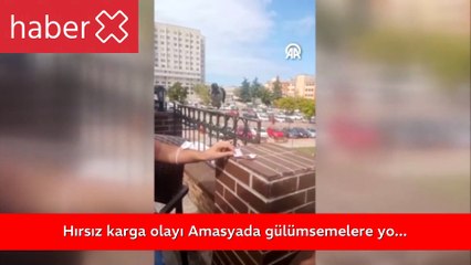 Hırsız karga olayı Amasya'da gülümsemelere yol açtı