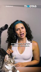 Tips para comprender el lenguaje corporal de tus gatitos