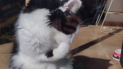 Woman obsessed with her cute cat ditches gardening duty to play with him