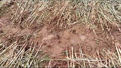 बरसात से काला पड़ा बाजरा, तिल में भी नुकसान