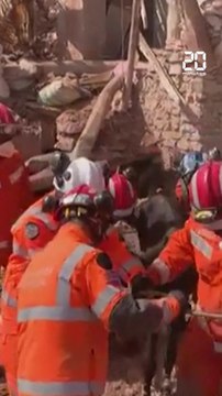 Séisme au Maroc : Un âne est secouru des décombres d’une bâtiment après six jours #shorts