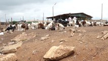Sidi Tiémoko Touré lance le projet de construction de complexes abattoirs et de marchés à bétail (PRO-Abattoirs)